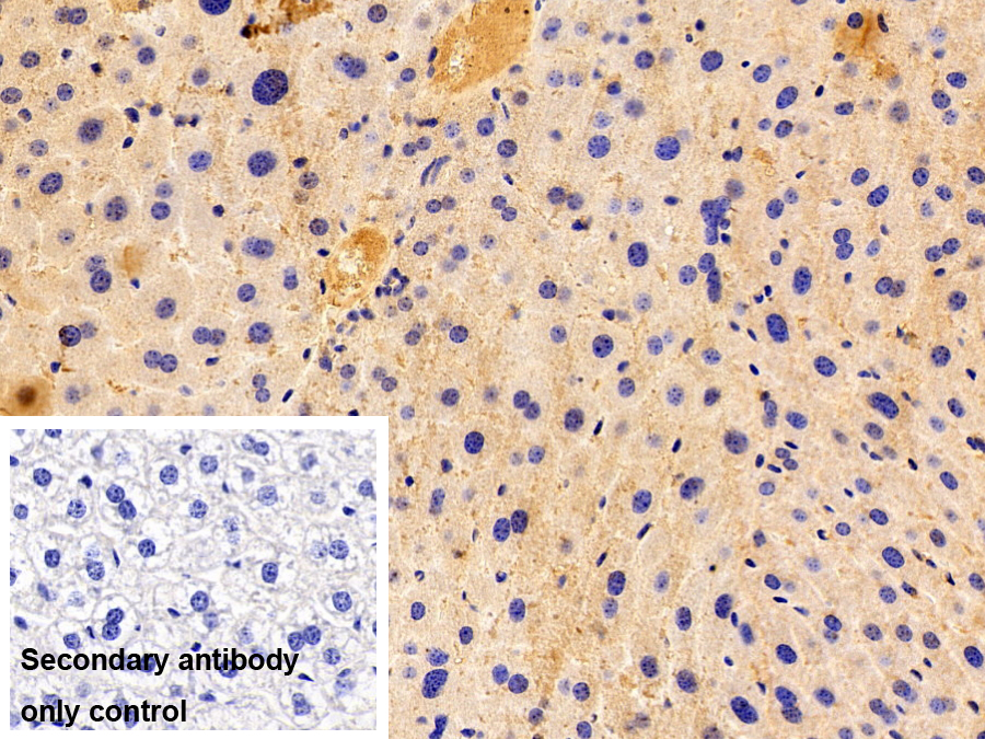 血紅素氧合酶2(HO2)多克隆抗體