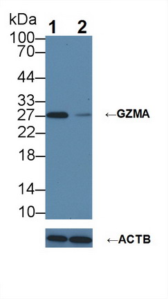 颗粒酶A(GZMA)多克隆抗体