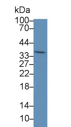过氧化物酶体生物合成因子2(PEX2)多克隆抗体