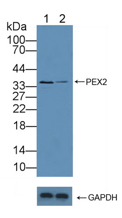 过氧化物酶体生物合成因子2(PEX2)多克隆抗体