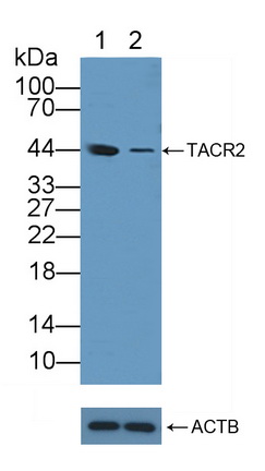 速激肽受体2(TACR2)多克隆抗体