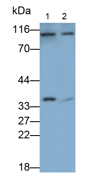 胱天蛋白酶3(CASP3)多克隆抗體