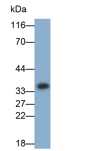 胱天蛋白酶3(CASP3)多克隆抗體