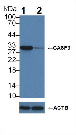 胱天蛋白酶3(CASP3)多克隆抗体