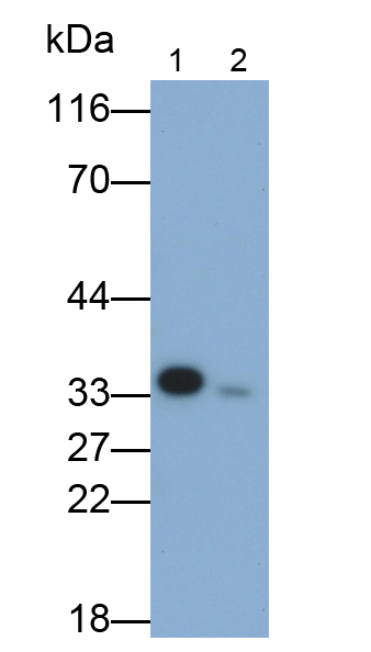 胱天蛋白酶3(CASP3)多克隆抗體