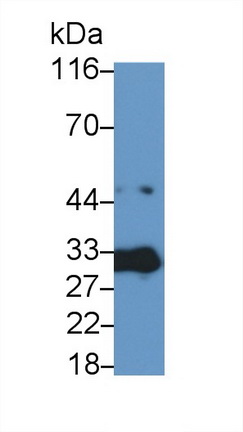 胱天蛋白酶3(CASP3)多克隆抗体