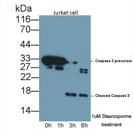 胱天蛋白酶3(CASP3)多克隆抗体
