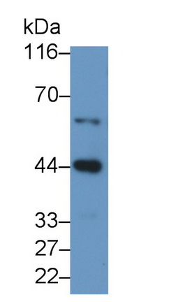 胱天蛋白酶9(CASP9)多克隆抗體