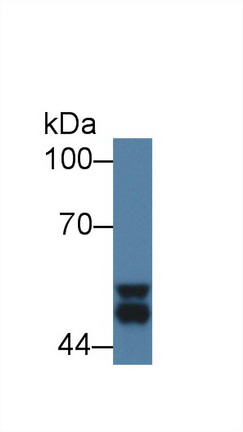 糖原合酶激酶3α(GSK3a)多克隆抗体