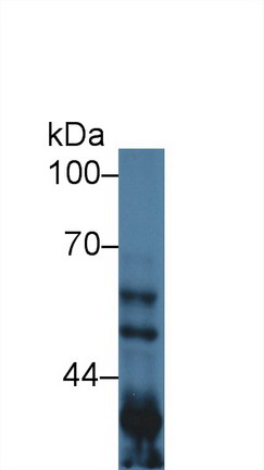 糖原合酶激酶3α(GSK3a)多克隆抗体