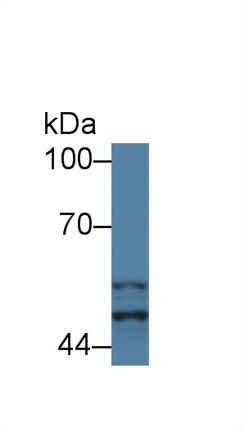 糖原合酶激酶3α(GSK3a)多克隆抗体