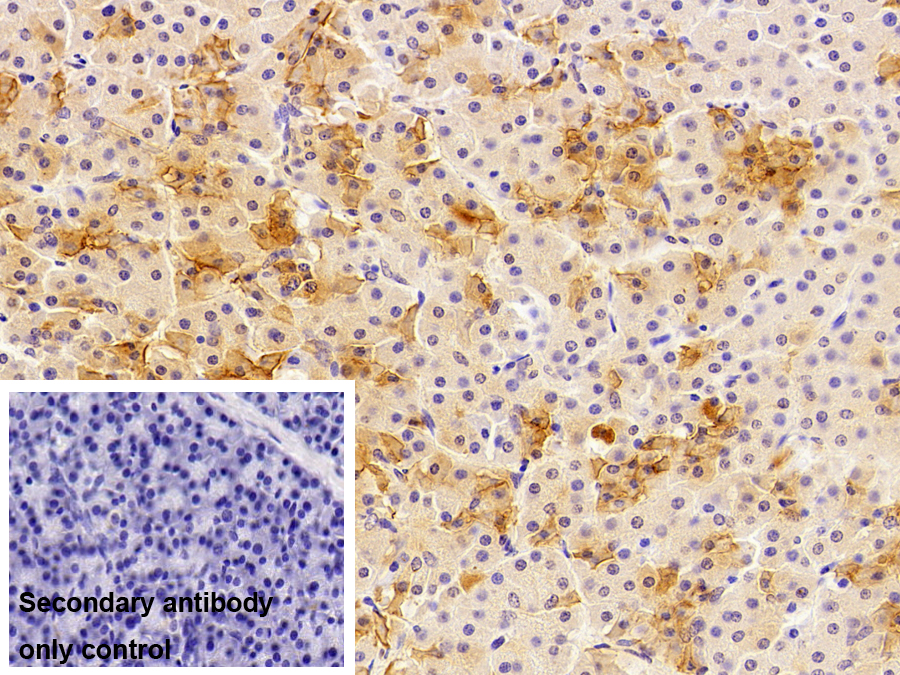 胰蛋白酶原激活肽(TAP)多克隆抗體