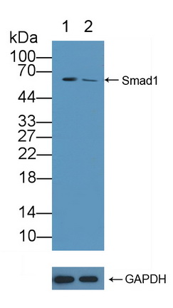 Smad同源物1(Smad1)多克隆抗體