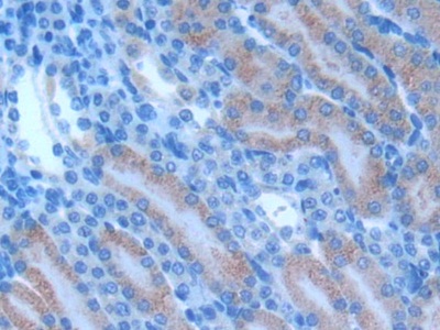 CD28分子(CD28)多克隆抗體