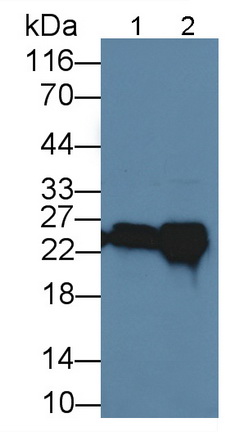 谷胱甘肽S轉(zhuǎn)移酶α4(GSTA4)多克隆抗體