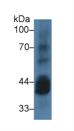 酪蛋白激酶1α1(CSNK1a1)多克隆抗体