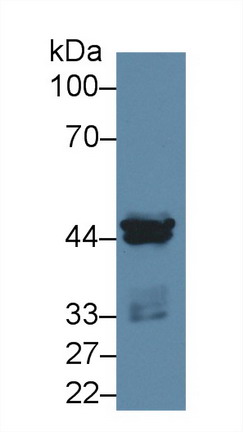 酪蛋白激酶1α1(CSNK1a1)多克隆抗体
