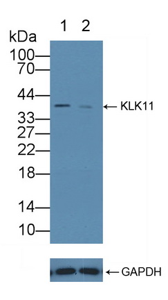 激肽釋放酶11(KLK11)多克隆抗體