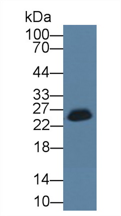 谷胱甘肽S转移酶α3(GSTa3)多克隆抗体