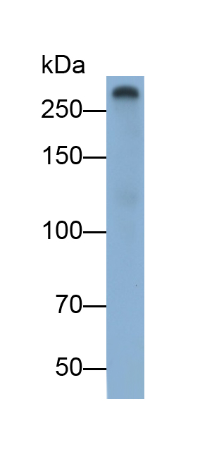 凝血因子Ⅴ(F5)多克隆抗體