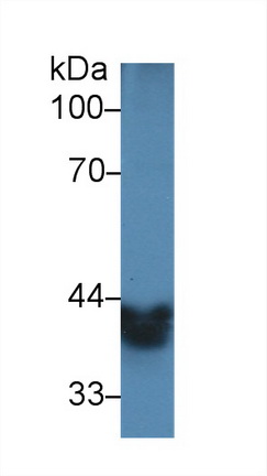 乙醇脫氫酶1(ADH1)多克隆抗體