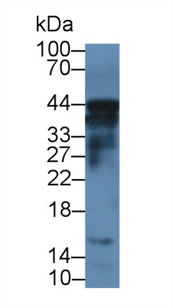胱天蛋白酶12(CASP12)多克隆抗體