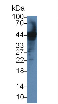 胱天蛋白酶12(CASP12)多克隆抗體