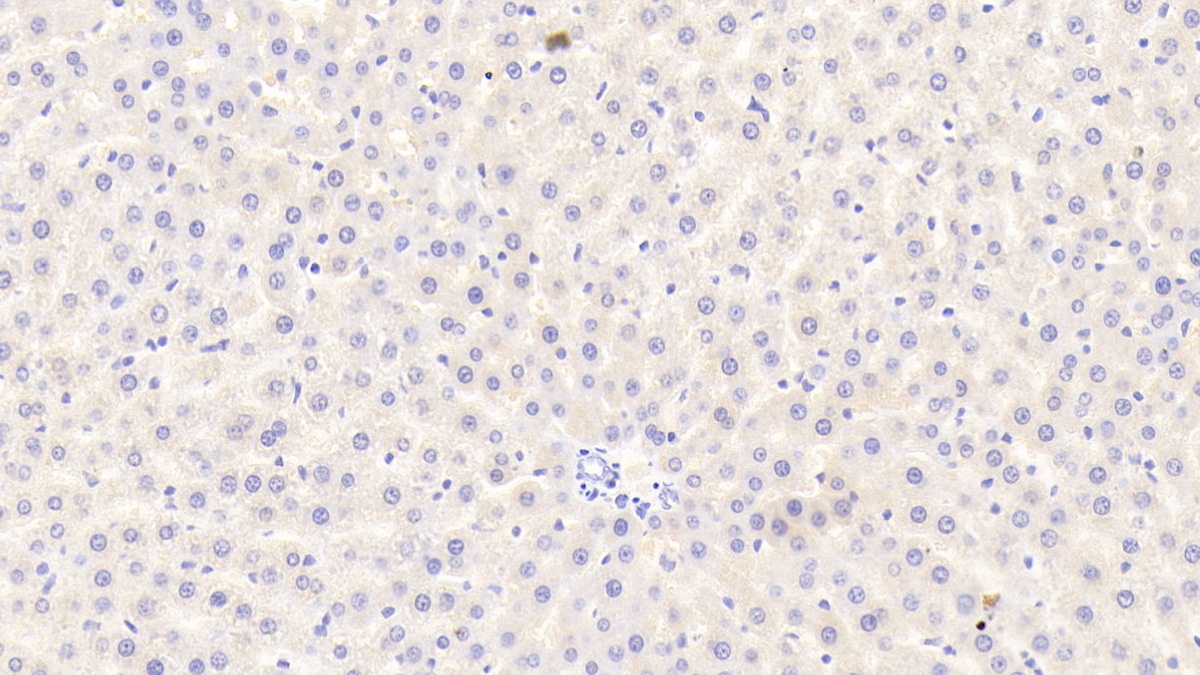 胱天蛋白酶12(CASP12)多克隆抗體