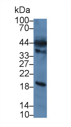 胱天蛋白酶12(CASP12)多克隆抗體