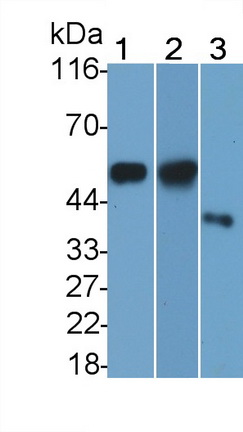 CD14分子(CD14)多克隆抗體
