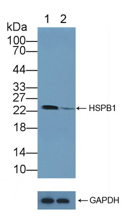 27kDa熱休克蛋白(Hsp27)多克隆抗體