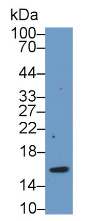 髓樣前體細胞抑制因子2(MPIF2)多克隆抗體