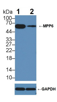 棕榈酰化膜蛋白6(MPP6)多克隆抗体
