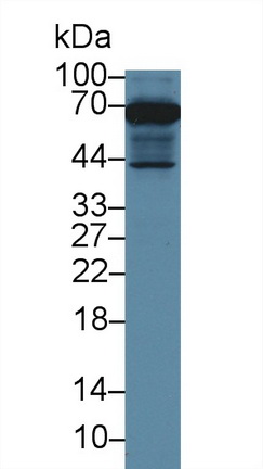 棕榈酰化膜蛋白6(MPP6)多克隆抗体