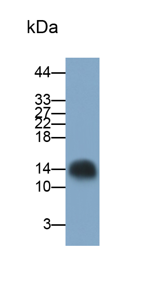 硫氧化還原蛋白(Trx)多克隆抗體