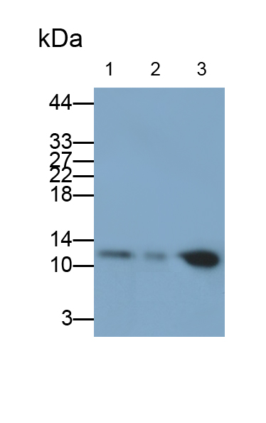 硫氧化還原蛋白(Trx)多克隆抗體