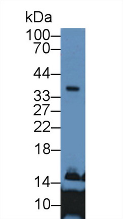 載脂蛋白E(APOE)多克隆抗體