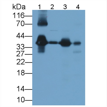 載脂蛋白E(APOE)多克隆抗體