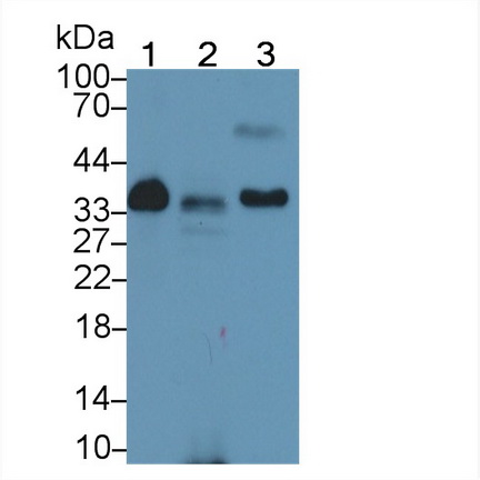 載脂蛋白E(APOE)多克隆抗體