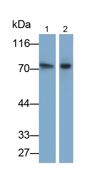 β-位淀粉样前体蛋白裂解酶1(bACE1)多克隆抗体