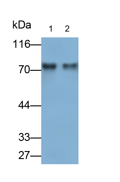 环加氧酶1(COX-1)多克隆抗体