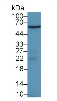 環(huán)加氧酶1(COX-1)多克隆抗體
