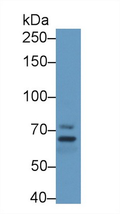 棕櫚酰化膜蛋白5(MPP5)多克隆抗體