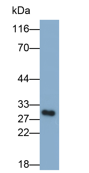成纖維細(xì)胞生長(zhǎng)因子23(FGF23)多克隆抗體