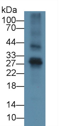 成纤维细胞生长因子23(FGF23)多克隆抗体
