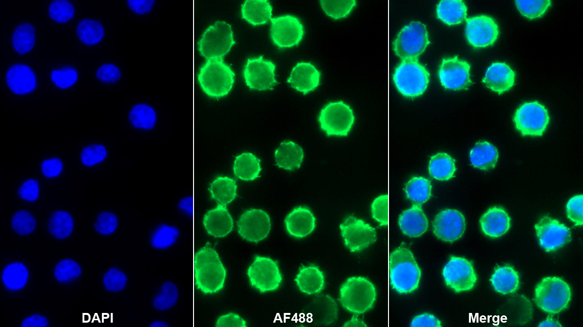 CD38分子(CD38)多克隆抗體