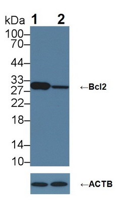 B-細(xì)胞淋巴瘤因子2(Bcl2)多克隆抗體