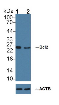 B-細(xì)胞淋巴瘤因子2(Bcl2)多克隆抗體