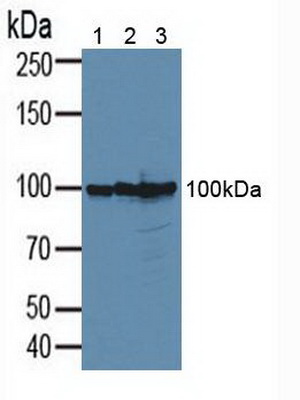 CD276分子(CD276)多克隆抗體