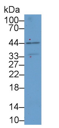 腎損傷分子1(Kim1)多克隆抗體